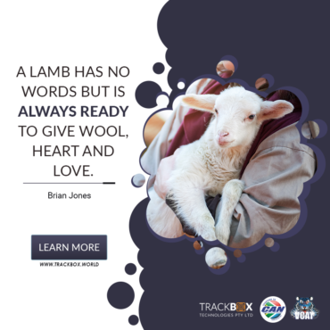 A lamb has no words…